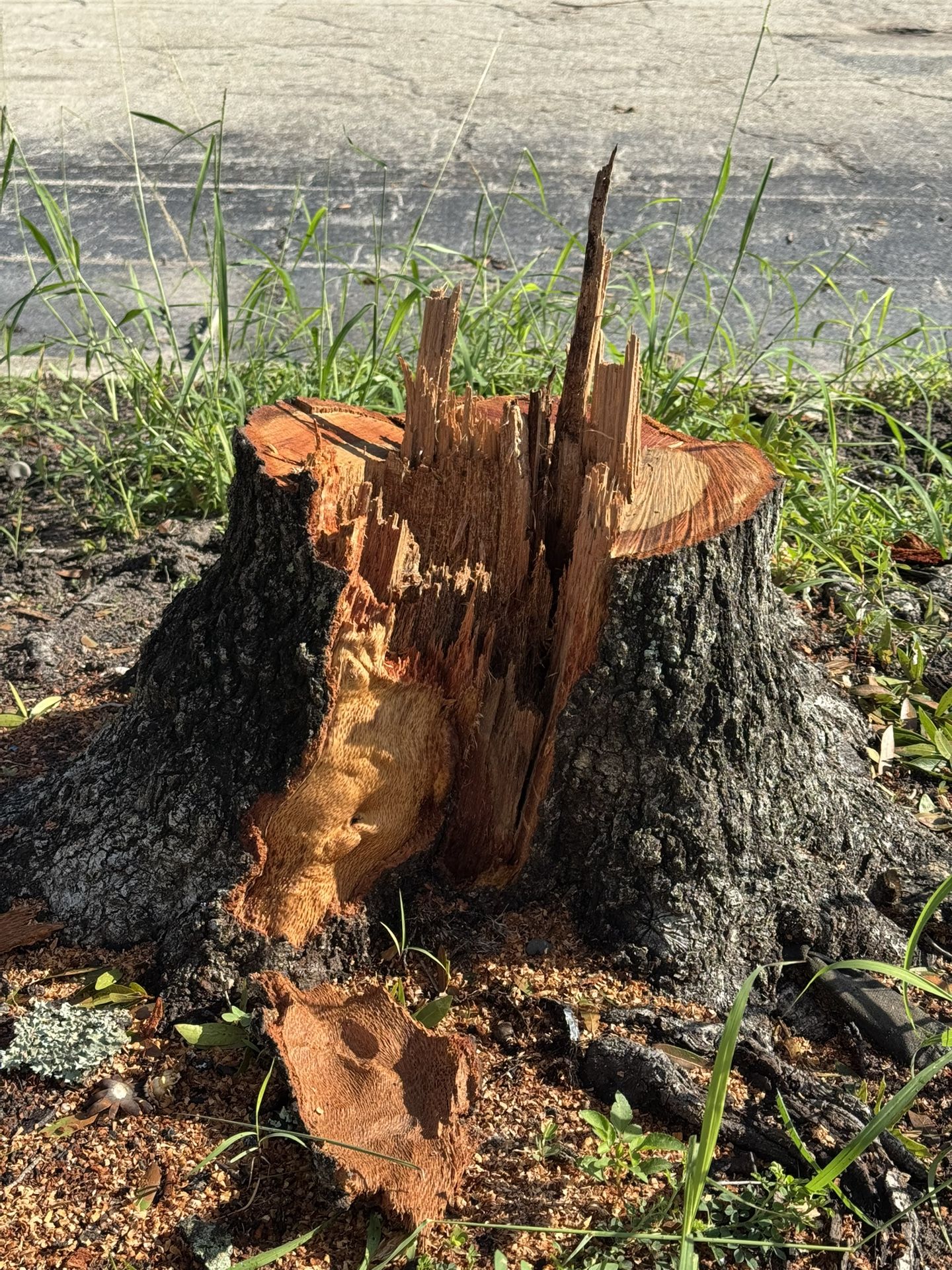 Tree Stump Grinding
