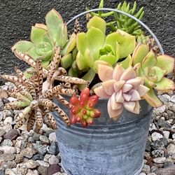 SUCCULENT ARRANGEMENT 