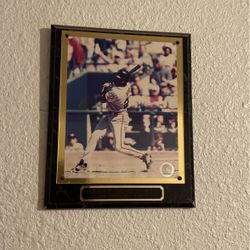 Barry Bonds Frame