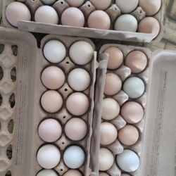 Organics Eggs  And Fertile 
