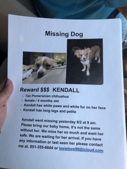 Lost dog