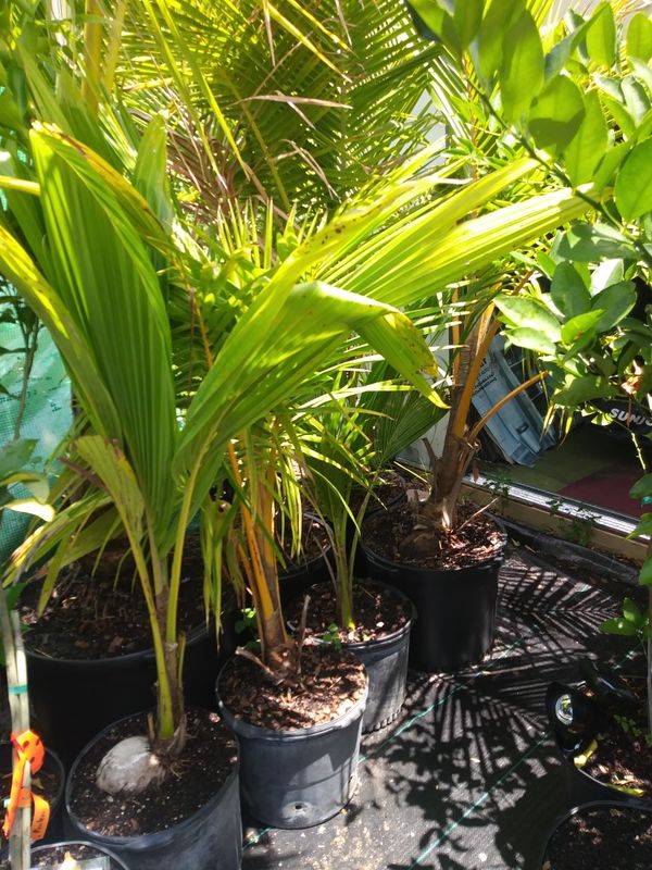 Dwarf coconuts. Trees 7 gal arbol enano de coco for Sale in Fort