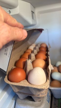 Fresh  backyard ranged eggs