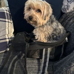Small Pet Carry Bag