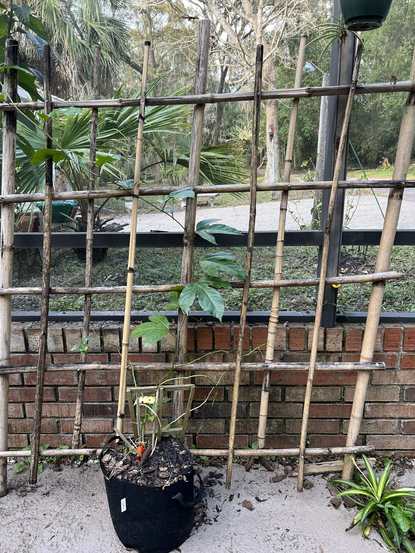 Handmade Bamboo Trellis with Purple Passion Passion Fruit