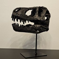 Resin T Rex Skull