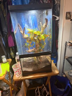 Reptile Terrarium with Driftwood and Plants