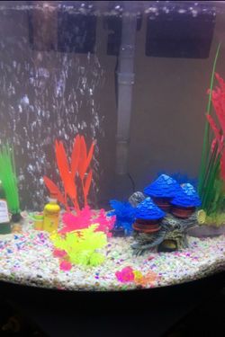 Fish tank