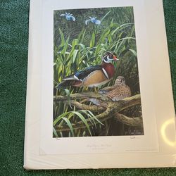 Portrait- Wood Ducks