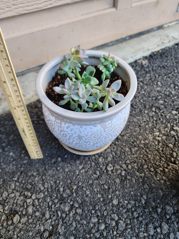Succulent Plant in ceramic pot