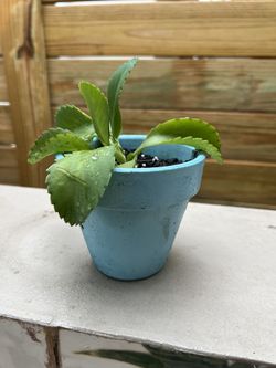 Mother Of Millions Thousands Planta Mata 