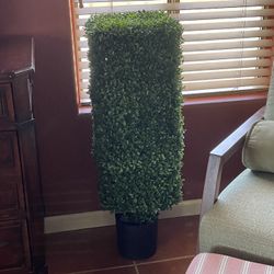 American Boxwood Topiary