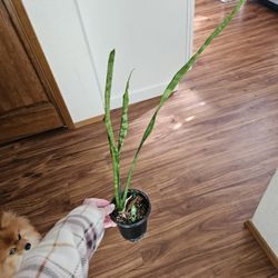Baby Snake Plant