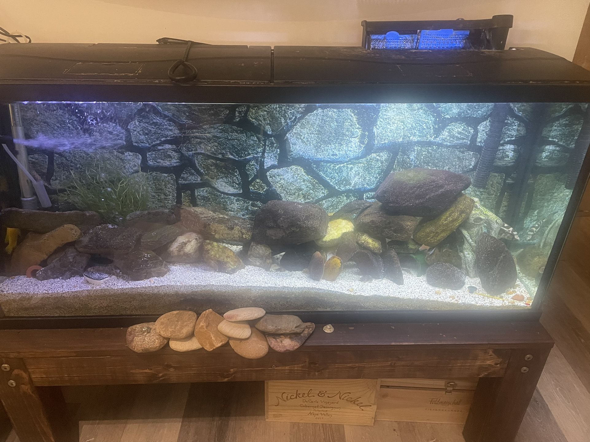 55gallon Fish tank