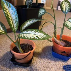 Dieffenbachia Plants Each $15