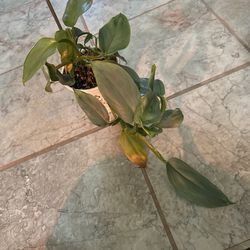 Philodendron silver sword houseplant tropical green Foliage easy