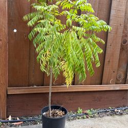 4ft curry leaves plant