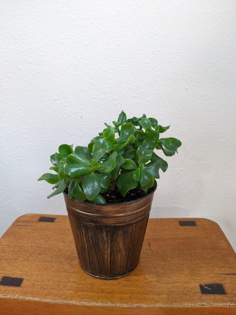 Jade Plant