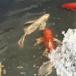 Pond Decor