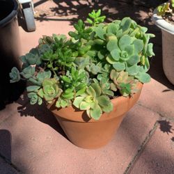 Kiwi And Jelly Bean Mix Succulent Pot 🪴 