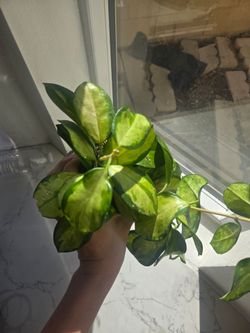 Hoya plant