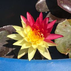 Pond plants
