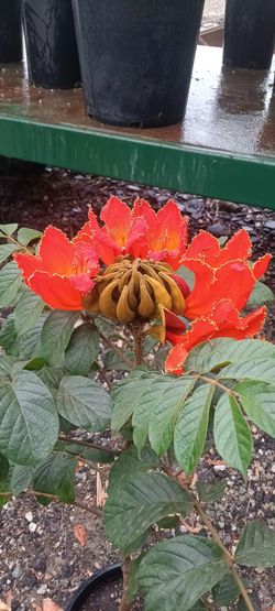 AFRICAN  TULIP