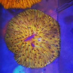 Fugia Plate Coral Decorations For Aquarium 
