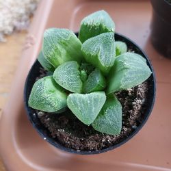 SUCCULENTS / HAWORTHIA / GNOME  FAIRY GARDEN STUFF $5