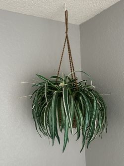 Artificial plants! LAST ONE