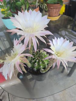 Lily Cactus Flowering now..