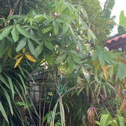 Tree Arbol