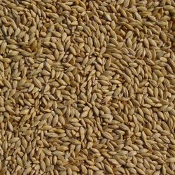 ORGANIC BARLEY $20 PER 50LB 