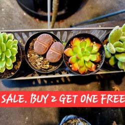 3 FOR $10. GREAT SUCCULENTS PLANT SALE IN SAN LORENZO