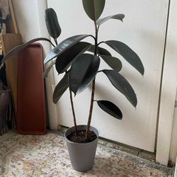 Ficus  Elastica Burgundy 