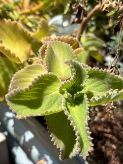 Cuban Oregano