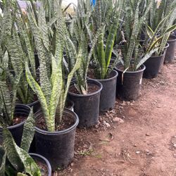 Snake Plants 