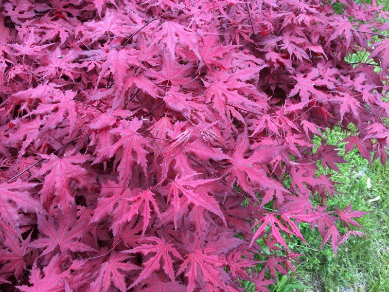 ‘Purple Ghost’ and ‘Amber Ghost’ Japanese maple trees