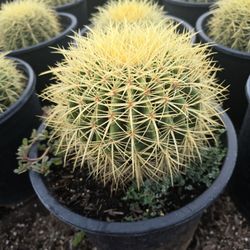Golden Barrel Cactus