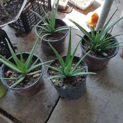 Aloe vera
