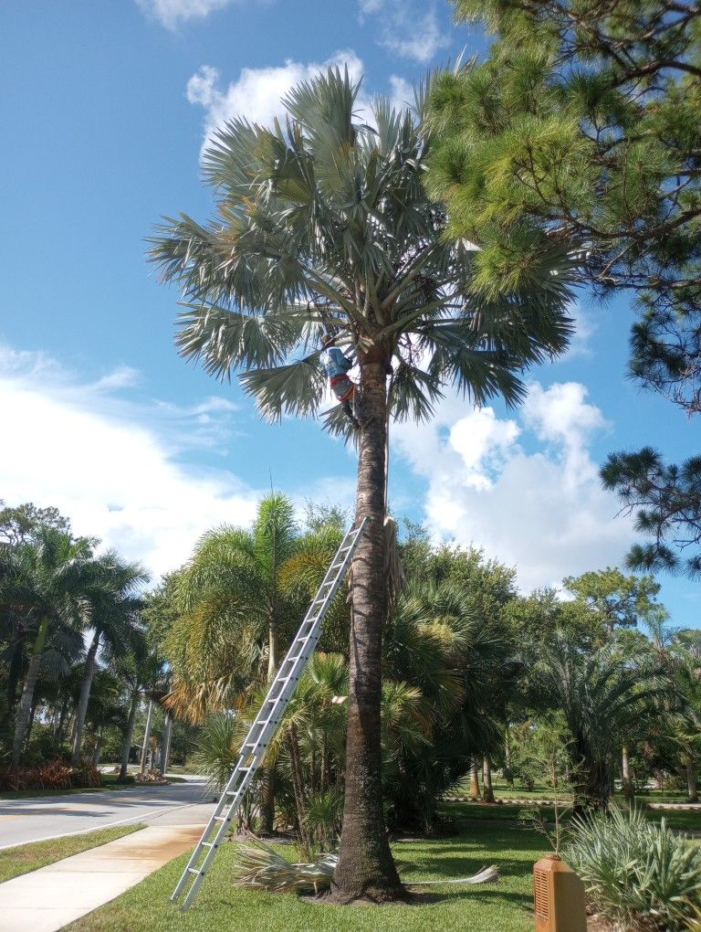 Tree Trimming