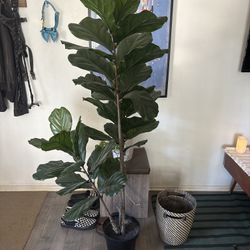 Nearly Natural Faux Fiddle Leaf Fig Tree – 6–7 ft, Very Realistic 