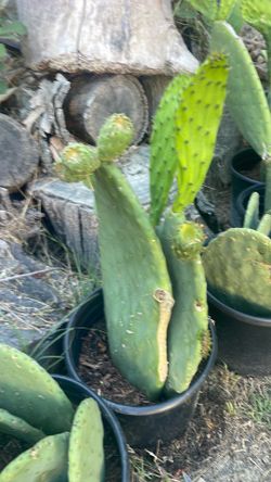 Nopales (cactus) tuna y nopales