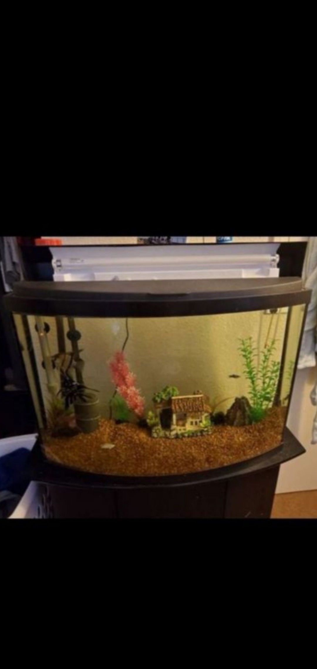 36G Bow Front Tank