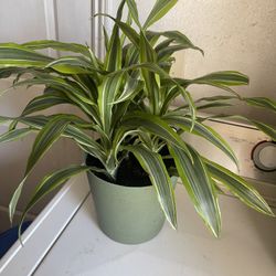 Plant Big Size Tree Roots Price$30