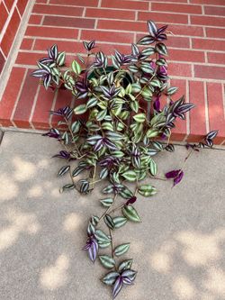 🌿 Large Tradescantia Zebrina Plant – $25