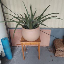 Gigantic Aloe Plant