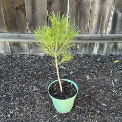 Japanese Black Pine Trees $15 each