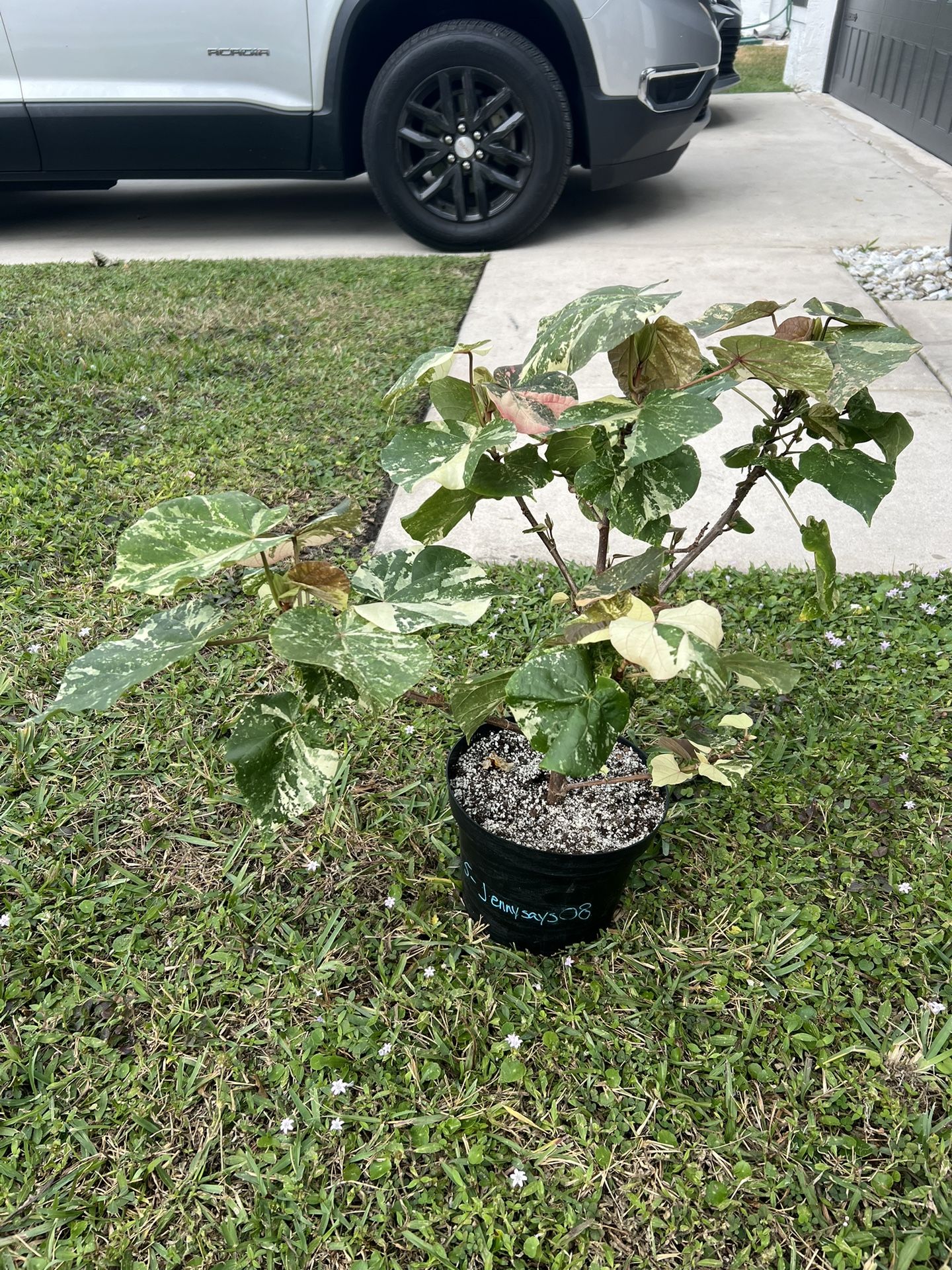 Variegated Mahoe Tree