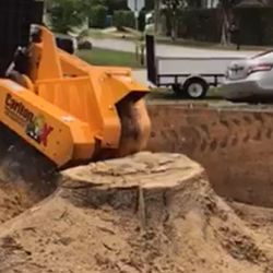 Molemos Tronco Y Raises 